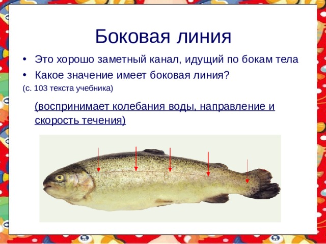 Функция органа боковой линии рыб. Надкласс рыбы боковая линия. Значение боковой линии. Боковая линия у рыб. Боковая линия рыб воспринимает.