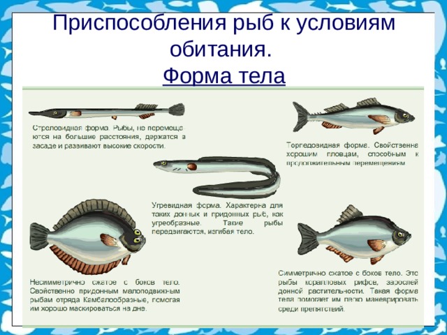 Приспособления рыб к условиям обитания.  Форма тела 
