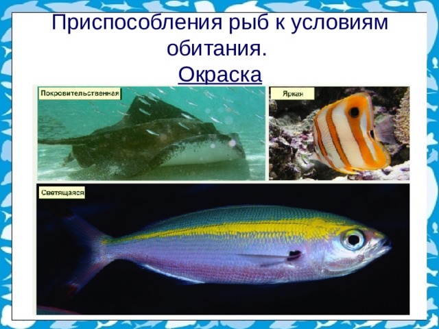 Приспособления рыб к условиям обитания.  Окраска 