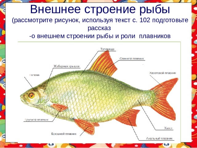 Внешнее строение рыбы  (рассмотрите рисунок, используя текст с. 102 подготовьте рассказ  -о внешнем строении рыбы и роли плавников  - 
