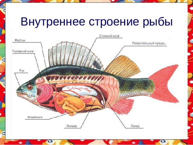 Внутреннее строение рыбы 