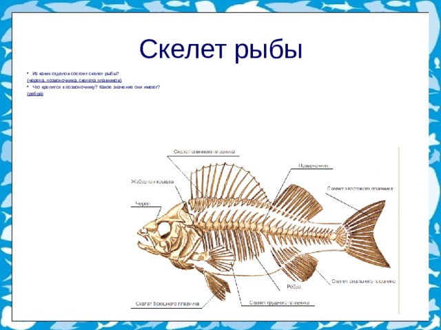 Скелет рыбы Из каких отделов состоит скелет рыбы? (черепа, позвоночника, скелета плавников) Что крепится к позвоночнику? Какое значение они имеют? (ребра) 