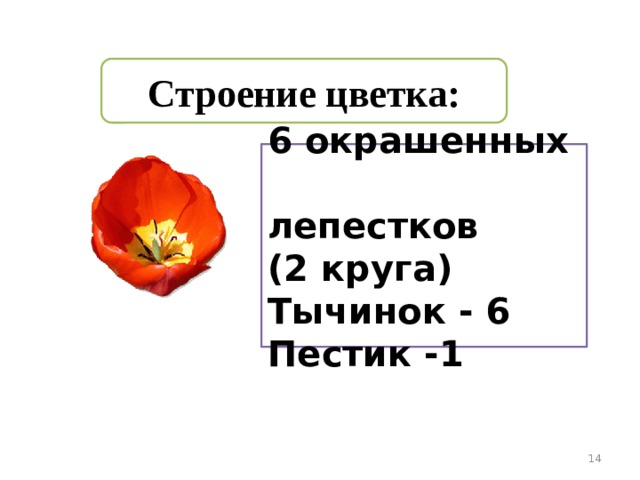Строение цветка: 6 окрашенных лепестков (2 круга) Тычинок - 6 Пестик -1    