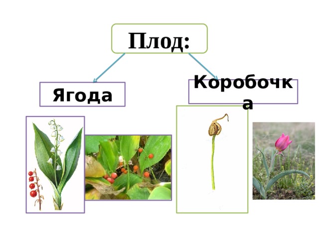 Плод: Коробочка  Ягода 