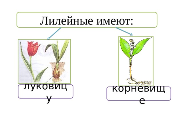 Лилейные имеют: луковицу корневище 