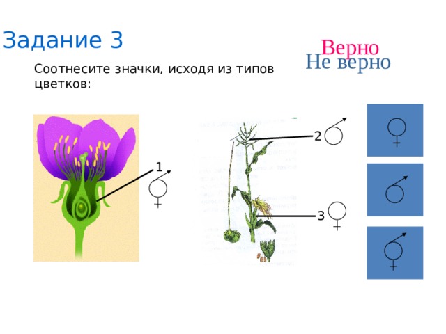 Задание 3 Верно Не верно Соотнесите значки, исходя из типов цветков: 2 1 3 