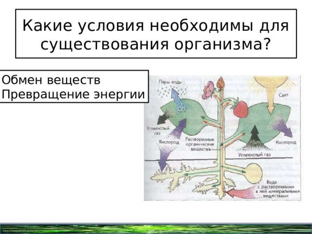 Обмен веществ и превращение энергии представляет собой. Превращение веществ и энергии в организме. Обмен веществ и превращение энергии в организме. Превращение веществ в организме схема. Превращение энергии при метаболизме.