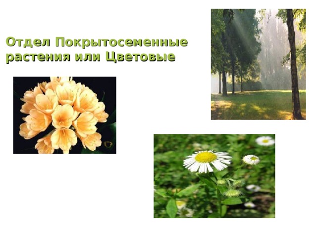 Отдел Покрытосеменные растения или Цветовые 