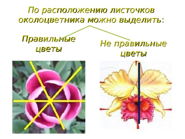 По расположению листочков околоцветника можно выделить : Правильные цветы Не правильные цветы 