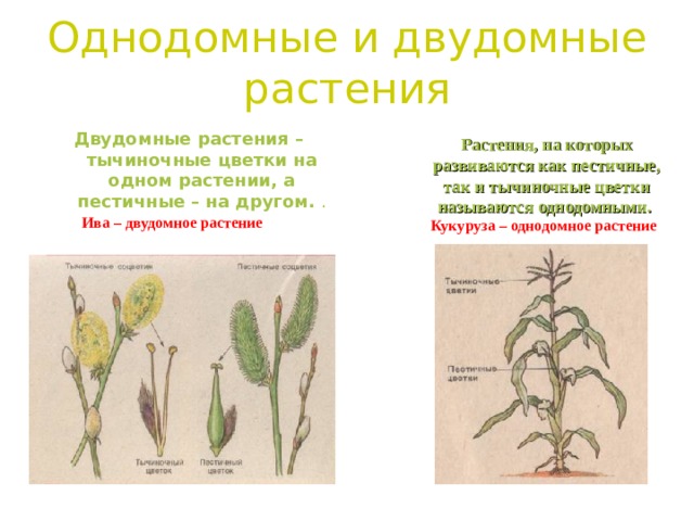 Однодомные и двудомные растения Двудомные растения – тычиночные цветки на одном растении, а пестичные – на другом.  . Растения, на которых развиваются как пестичные, так и тычиночные цветки называются однодомными.  Ива – двудомное растение Кукуруза – однодомное растение 