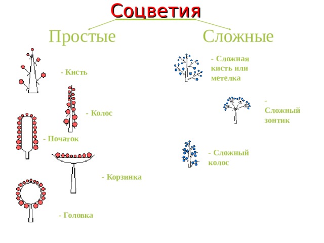 Соцветия   Простые Сложные - Сложная кисть или метелка  - Кисть  - Сложный зонтик  - Колос  - Початок  - Сложный колос  - Корзинка  - Головка  