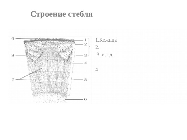 Подпишите части стебля. Строение стебля 6 класс. Строение стебля одуванчика. Строение стебля покрытосеменных. Строение кожицы стебля.