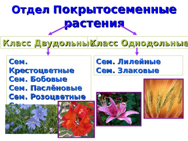 Какое значение однодольных культурных растений в жизни