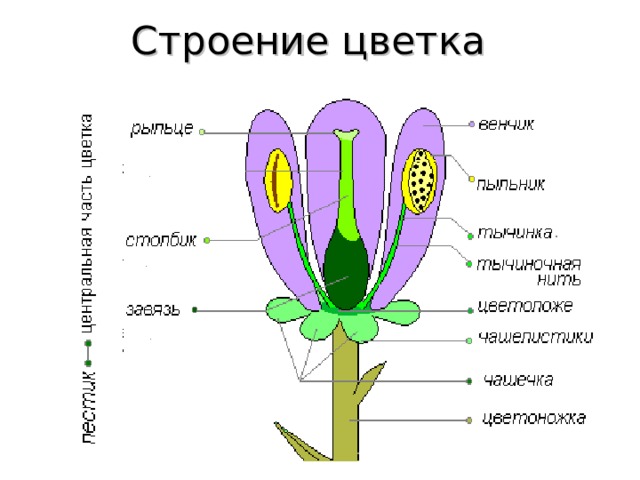 Строение цветка  