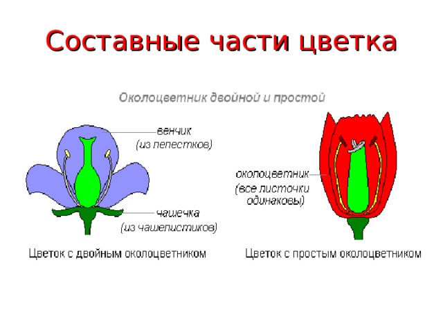 Составные  части цветка 