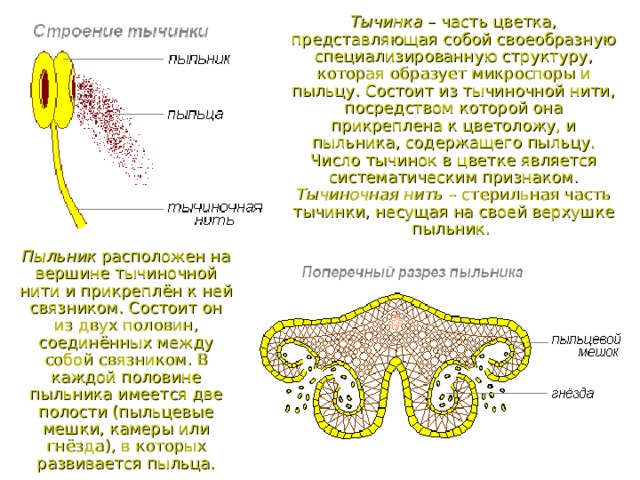 Тычинка – часть цветка, представляющая собой своеобразную специализированную структуру, которая образует микроспоры и пыльцу. Состоит из тычиночной нити, посредством которой она прикреплена к цветоложу, и пыльника, содержащего пыльцу. Число тычинок в цветке является  систематическим признаком.  Тычиночная нить – стерильная часть тычинки, несущая на своей верхушке пыльник.  Пыльник расположен на вершине тычиночной нити и прикреплён к ней связником. Состоит он из двух половин, соединённых между собой связником. В каждой половине пыльника имеется две полости (пыльцевые мешки, камеры или гнёзда), в которых развивается пыльца. 