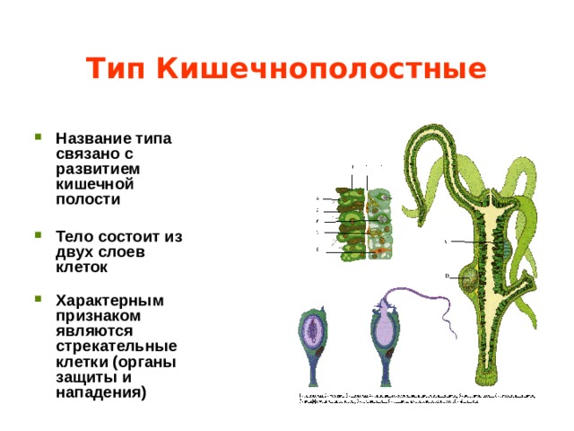 Тип Кишечнополостные Название типа связано с развитием кишечной полости  Тело состоит из двух слоев клеток  Характерным признаком являются стрекательные клетки (органы защиты и нападения)   