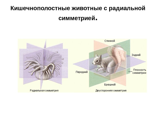 Кишечнополостные животные с радиальной симметрией .   