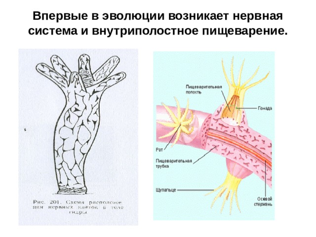 Впервые в эволюции возникает нервная система и внутриполостное пищеварение.   