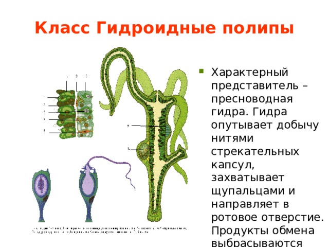 Класс Гидроидные полипы  Характерный представитель – пресноводная гидра. Гидра опутывает добычу нитями стрекательных капсул, захватывает щупальцами и направляет в ротовое отверстие. Продукты обмена выбрасываются через ротовое отверстие. 