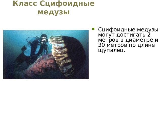 Класс Сцифоидные медузы Сцифоидные медузы могут достигать 2 метров в диаметре и 30 метров по длине щупалец. 