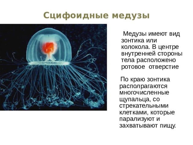 Сцифоидные медузы  Медузы имеют вид зонтика или колокола. В центре внутренней стороны тела расположено ротовое отверстие  По краю зонтика располрагаются многочисленные щупальца, со стрекательными клетками, которые парализуют и захватывают пищу. 