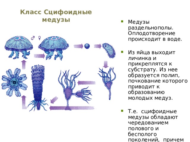 Цикл развития медузы рисунок с подписями