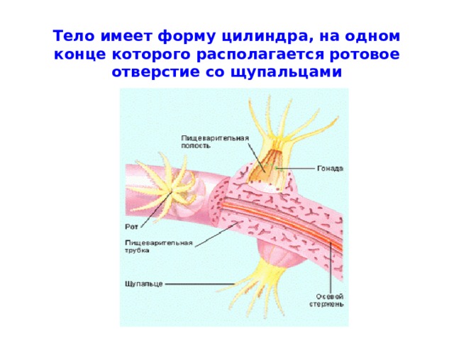 Тело имеет форму цилиндра, на одном конце которого располагается ротовое отверстие со щупальцами 