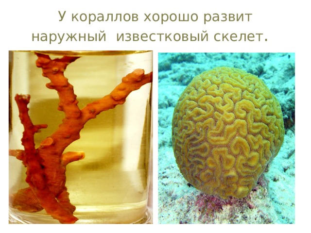 У кораллов хорошо развит наружный известковый скелет .   