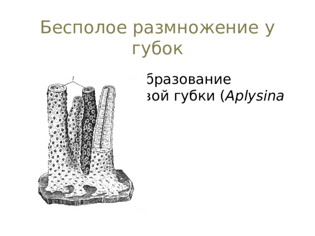 Бесполое размножение у губок Почкование и образование колонии у роговой губки ( Aplysina aerophola ) 