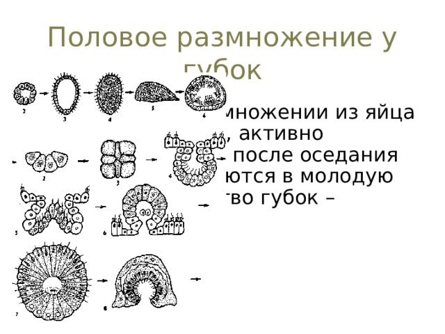 Половое размножение у губок При половом размножении из яйца выходят личинки, активно плавают в воде и после оседания на дно превращаются в молодую губку. Большинство губок – гермафродиты. 