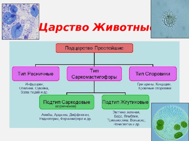 Царство Животные  