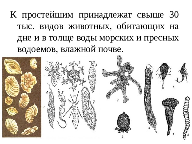 К какому подцарству типу относят животное изображенное на рисунке какой процесс изображен на рисунке