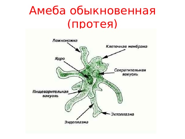 Амеба протей рисунок