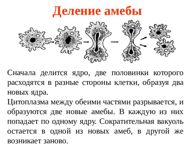 На рисунке изображено одно из проявлений жизнедеятельности амебы