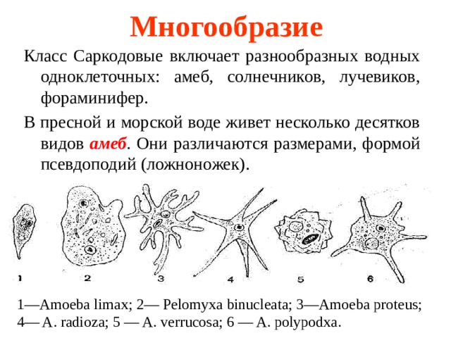 Многообразие простейших