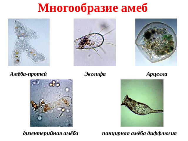 Дизентерийная амеба микробиология презентация