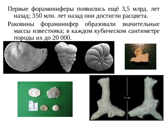 На фотографии представлена окаменелость датируемая примерно 400 млн лет назад