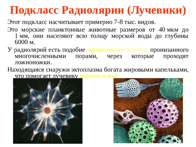 Показанные на рисунке приспособления к парению в воде у планктонных организмов выработанные