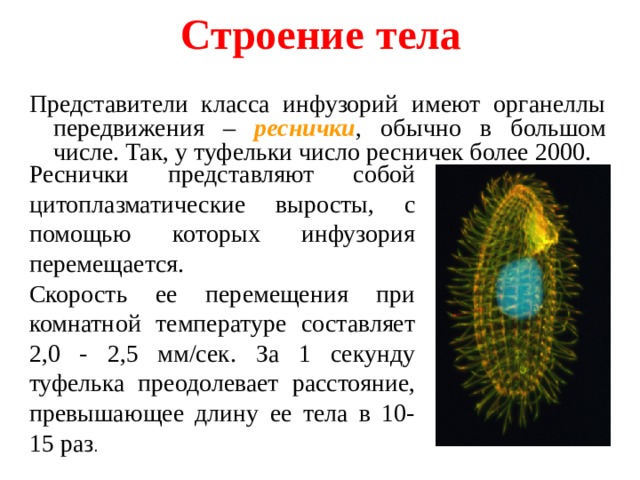 Тело представитель. Класс инфузории представители. Имеют реснички представители класса. Органеллы с помощью с помощью передвижения ресничек. Органелла которая передвигается ресничками.