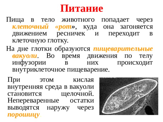 Схема путь пищи в организме животных