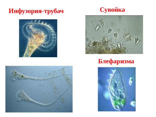 Инфузория трубач рисунок