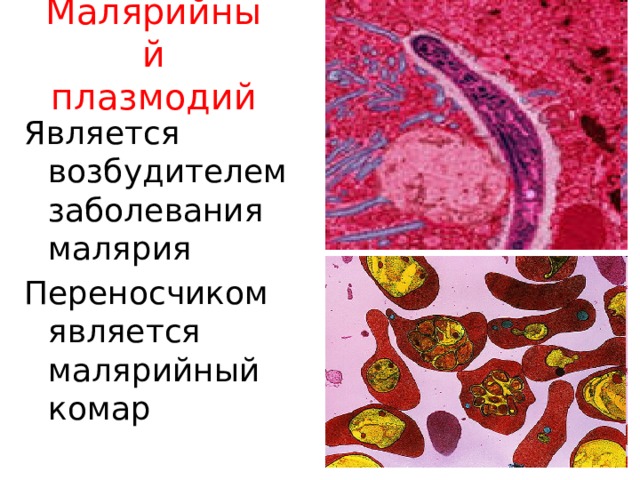 Малярийный плазмодий строение рисунок