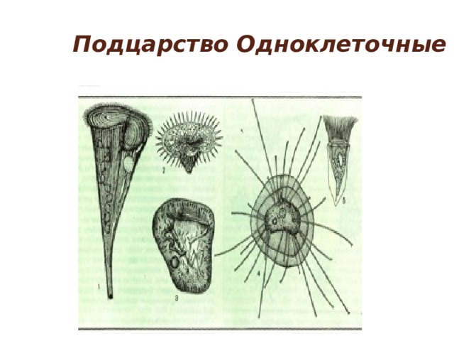 Подцарство одноклеточные. Простые одноклеточные гладкостенные волоски. Подцарство одноклеточные фильм. Подцарство одноклеточные овальная. Клетка воронковидной формы.