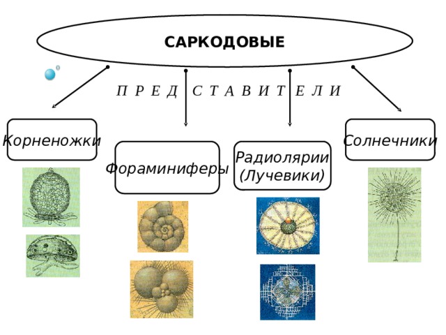 Саркодовые таблица. Представители класса Саркодовые корненожки. Многообразие корненожек таблица. Солнечники радиолярии корненожки. Разнообразие саркодовых таблица.