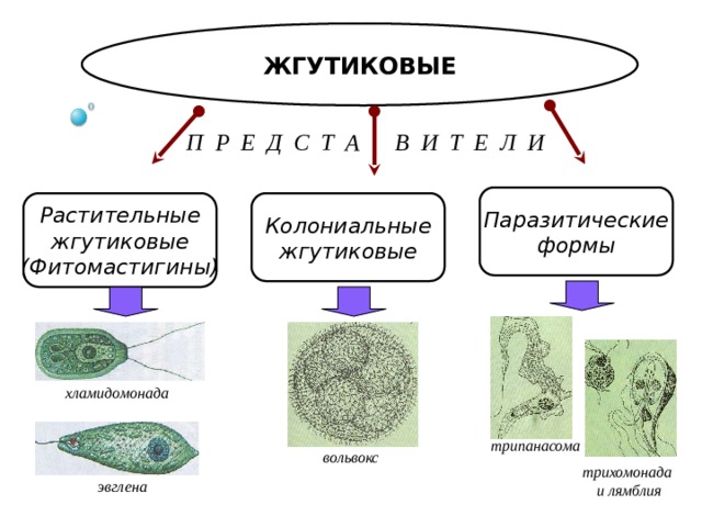 Проявление какого жизненного свойства у одноклеточных организмов иллюстрирует данный рисунок