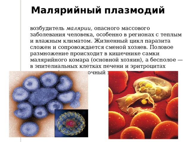 Малярийный плазмодий клетка