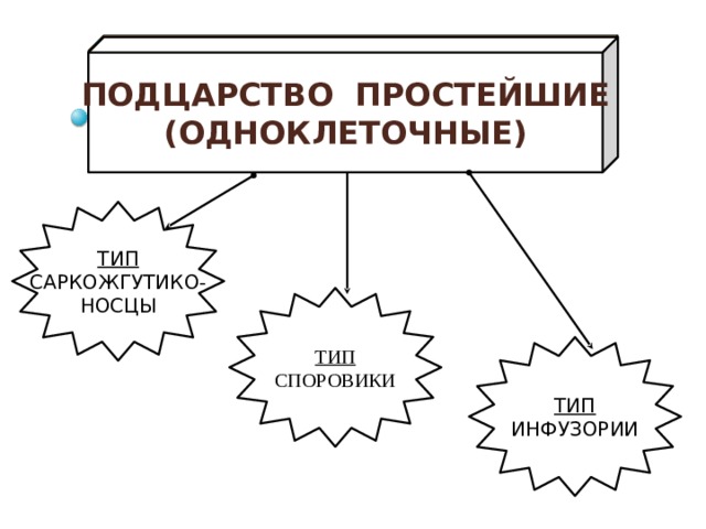 Подцарство простейшие. Классификация одноклеточных животных таблица. Подцарство простейшие классификация. Систематика одноклеточных животных таблица. Подцарство простейшие схема.