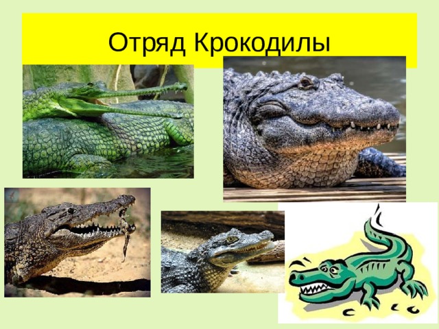 Отряд Крокодилы 