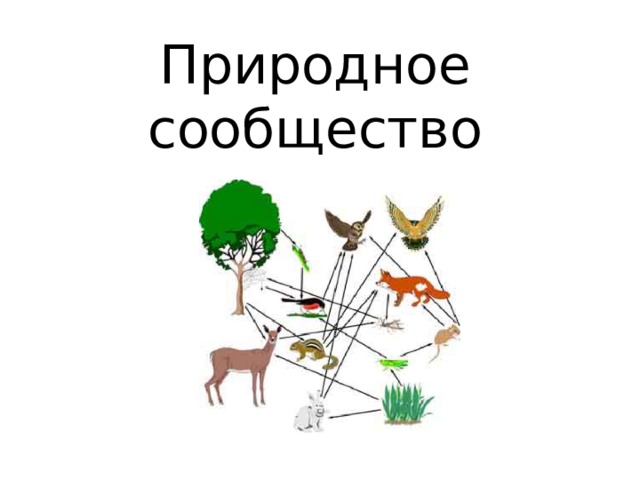 Природное сообщество рисунок. Природное сообщество лес. Пищевые связи в природных сообществах 8 класс биология презентация. Природные сообщества карточки.